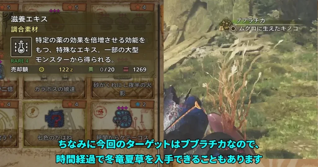 ブブラチカに冬竜夏草が生える