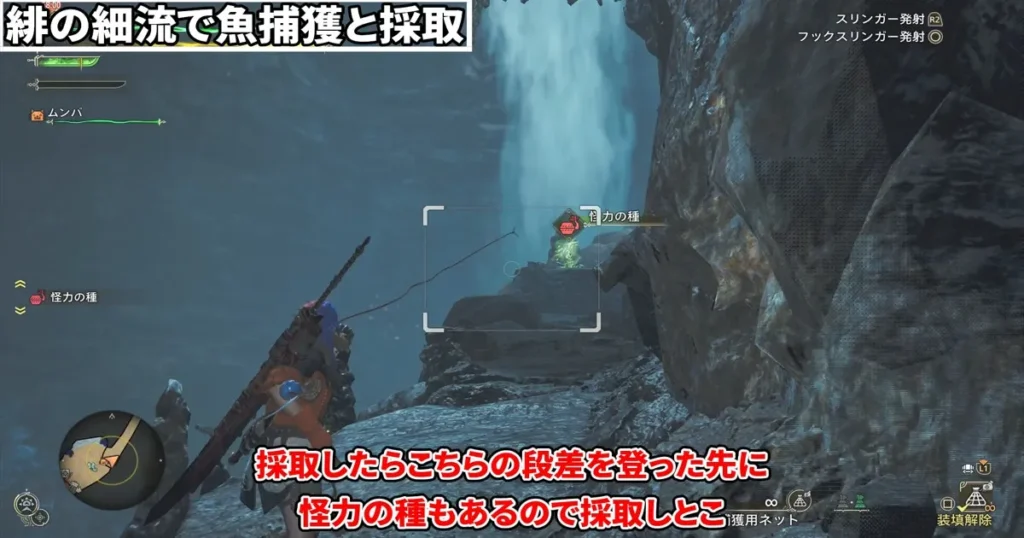 緋の細流で採取2